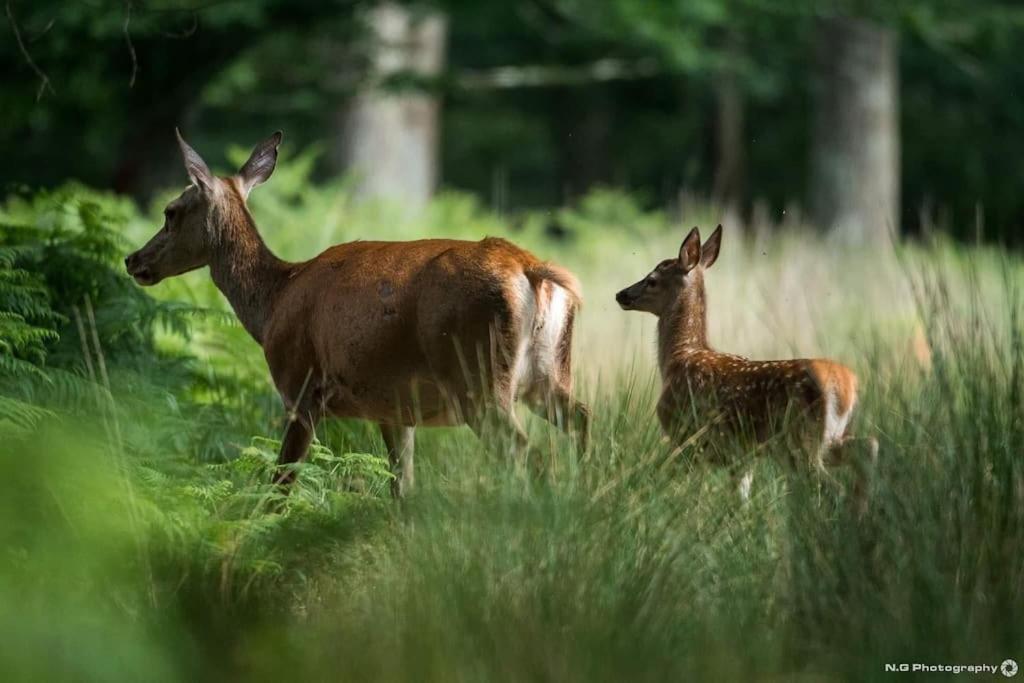 Maison Au Milieu Des Bois Et Des Animaux Jouy-le-Potier Bagian luar foto