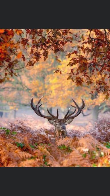 Maison Au Milieu Des Bois Et Des Animaux Jouy-le-Potier Bagian luar foto