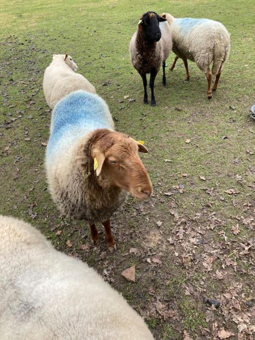 Maison Au Milieu Des Bois Et Des Animaux Jouy-le-Potier Bagian luar foto