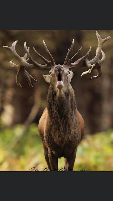 Maison Au Milieu Des Bois Et Des Animaux Jouy-le-Potier Bagian luar foto